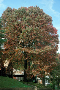 Black gum or tupelo tree in landscape